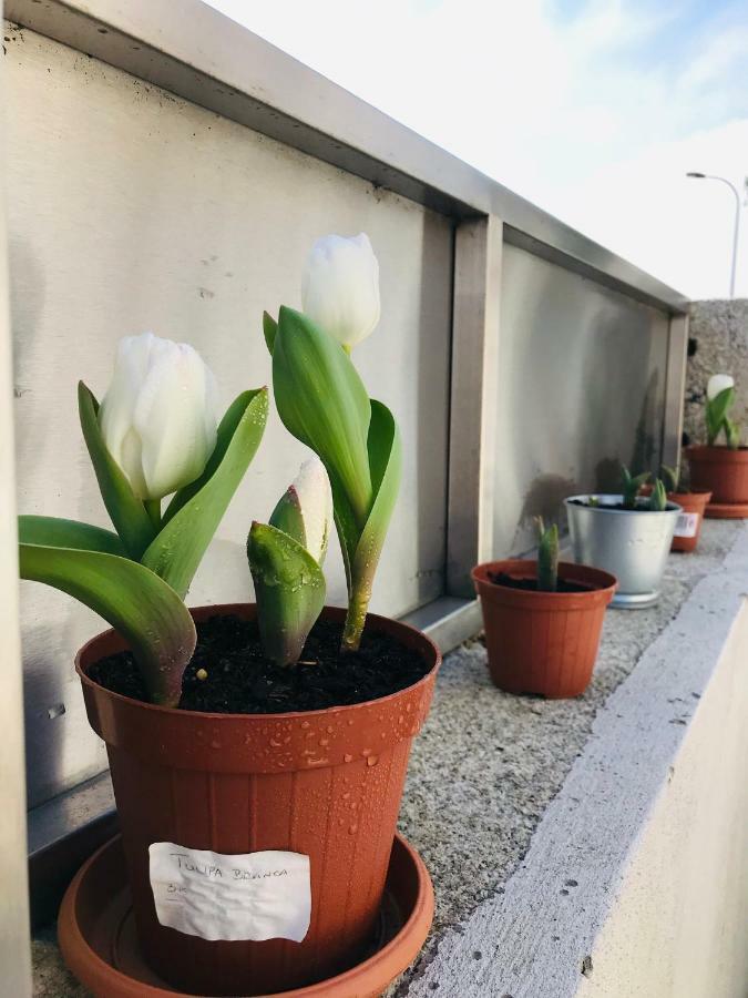 Boavista Villa Guesthouse Porto Eksteriør billede
